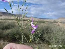 Peristrophe bicalyculata flower14.jpg